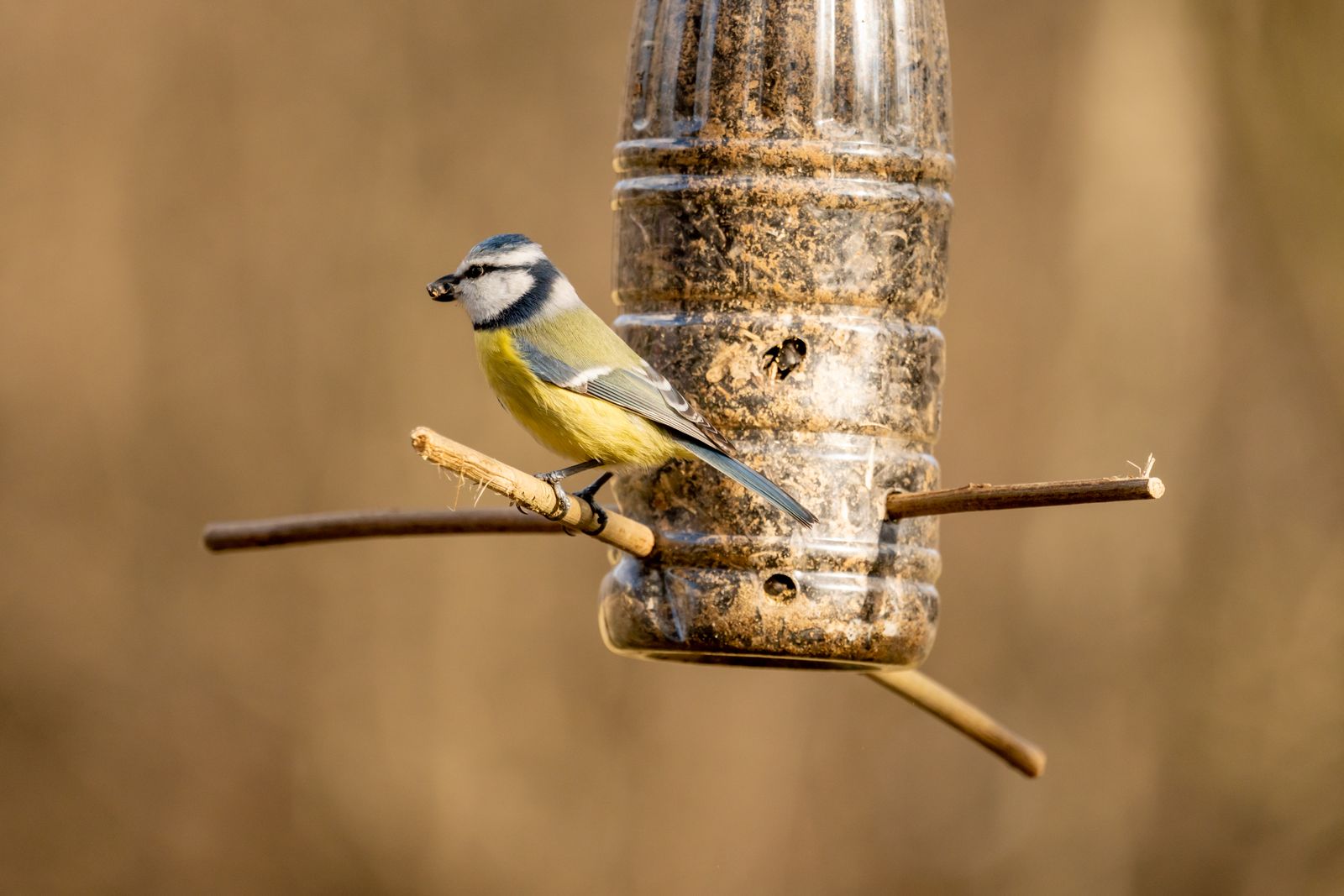 Blue tit perched on a homemade plastic bottle bird feeder