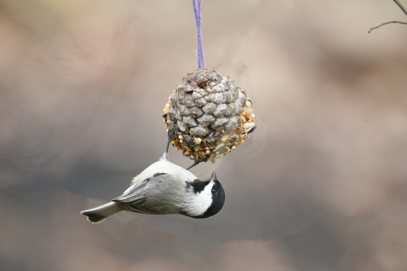 A chickadee hanging from a seed covered pine cone feeder