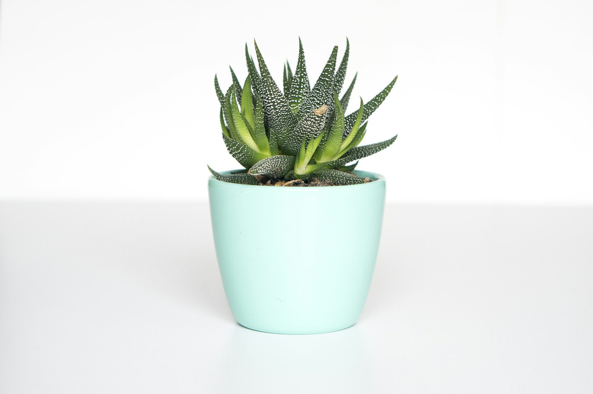 DIY stocking stuffers idea: a mini succulent in a pastel mint pot
