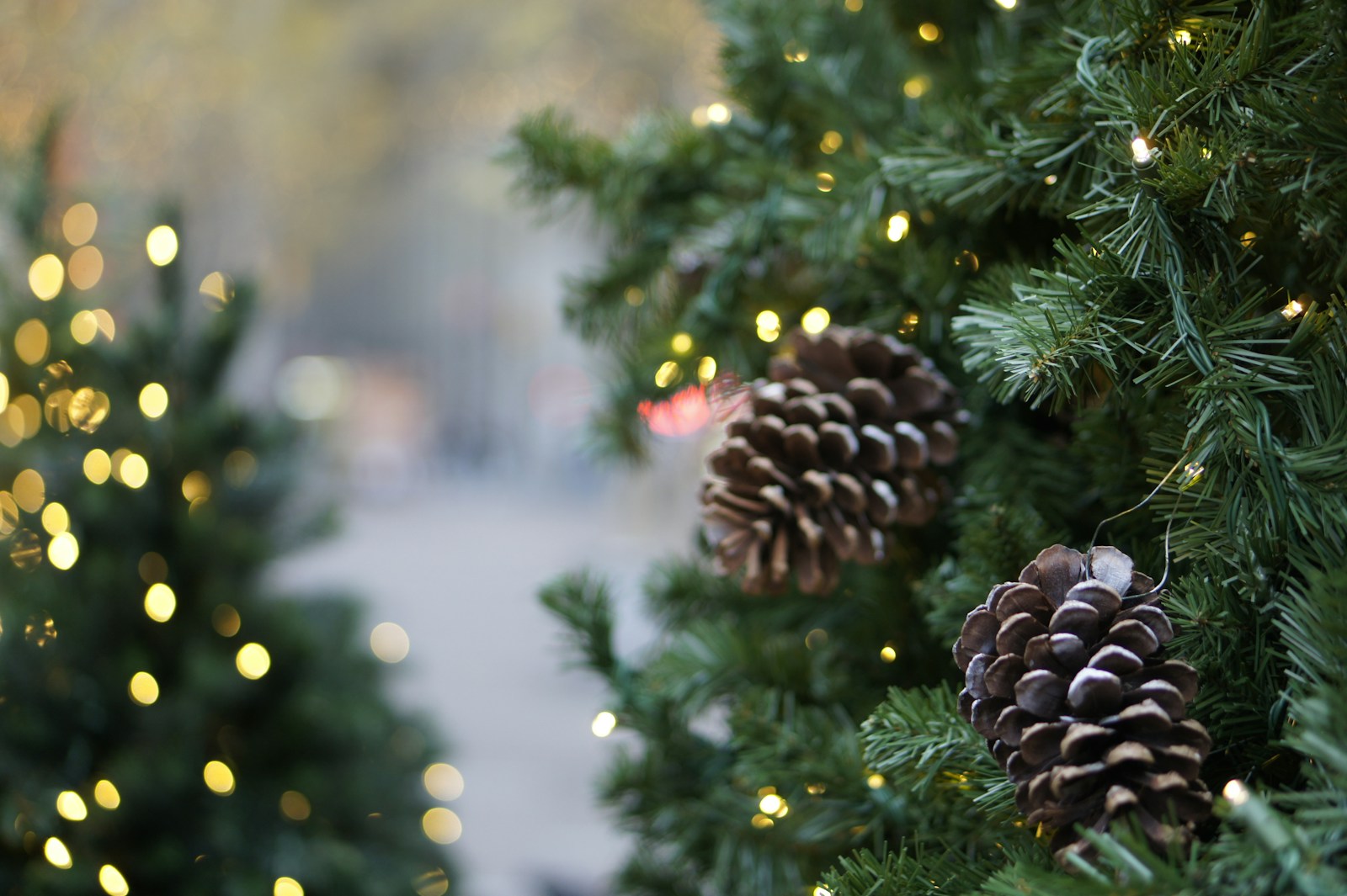 Natural cones hanging on a lit evergreen tree