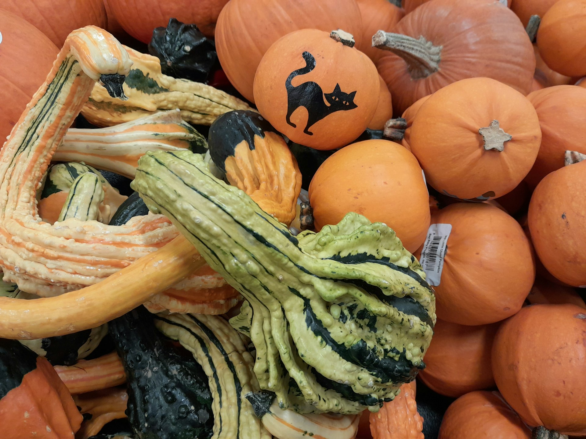 Pile of pumpkins and gourds with one pumpkin painted with a black cat