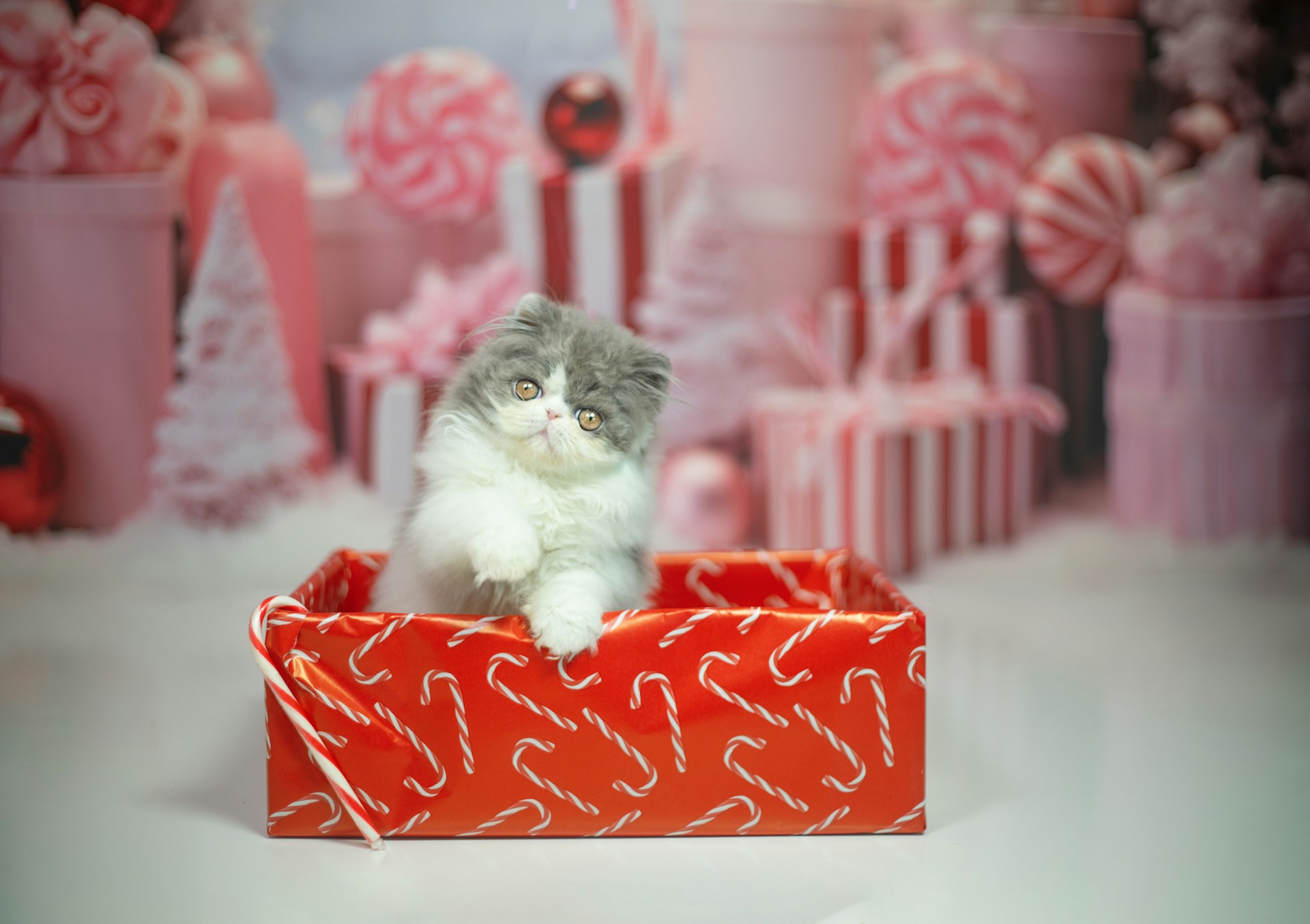 Gray and white kitten sitting in a red gift box
