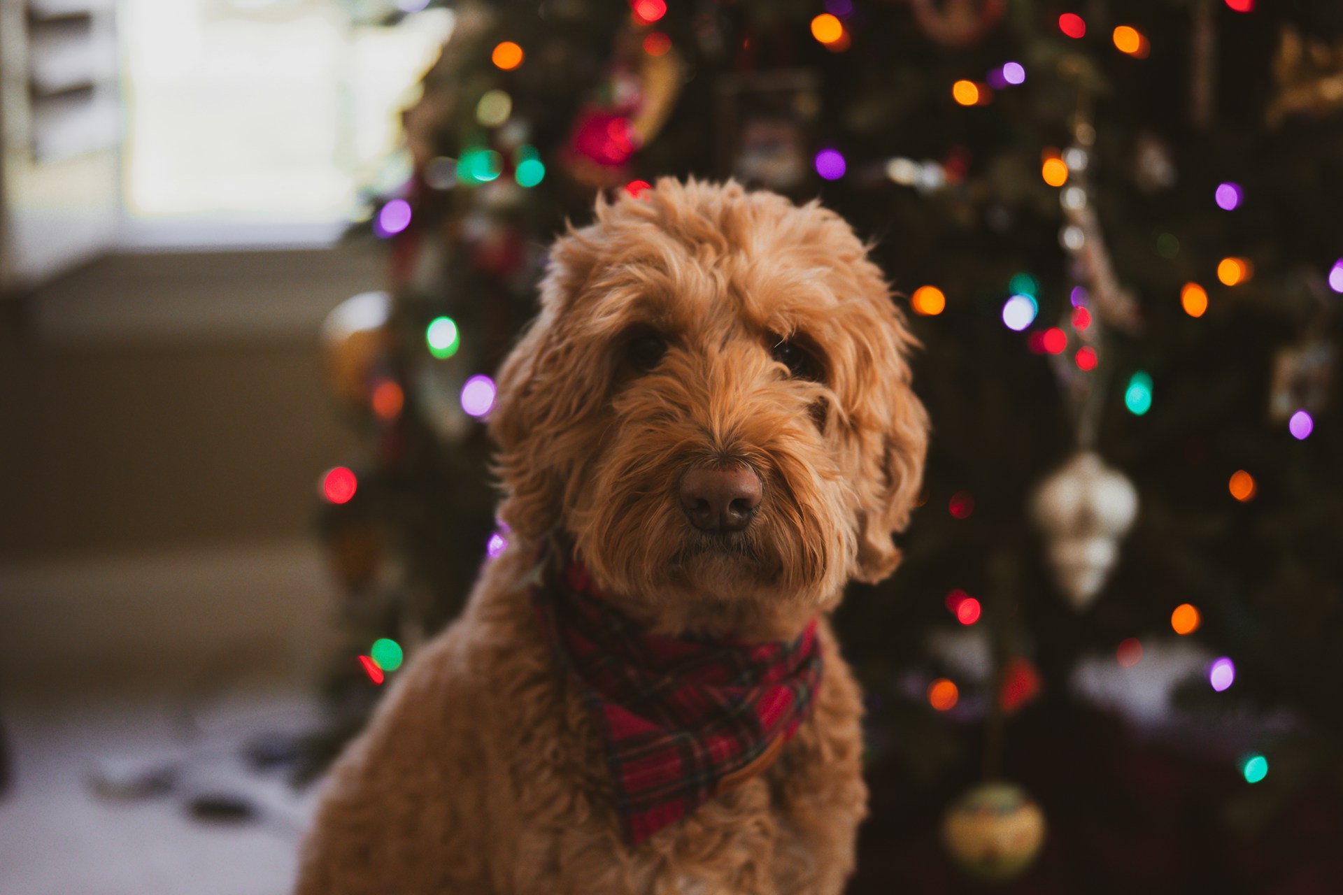 Fluffy doodle wearing a red plaid neck bow in front of a Christmas tree