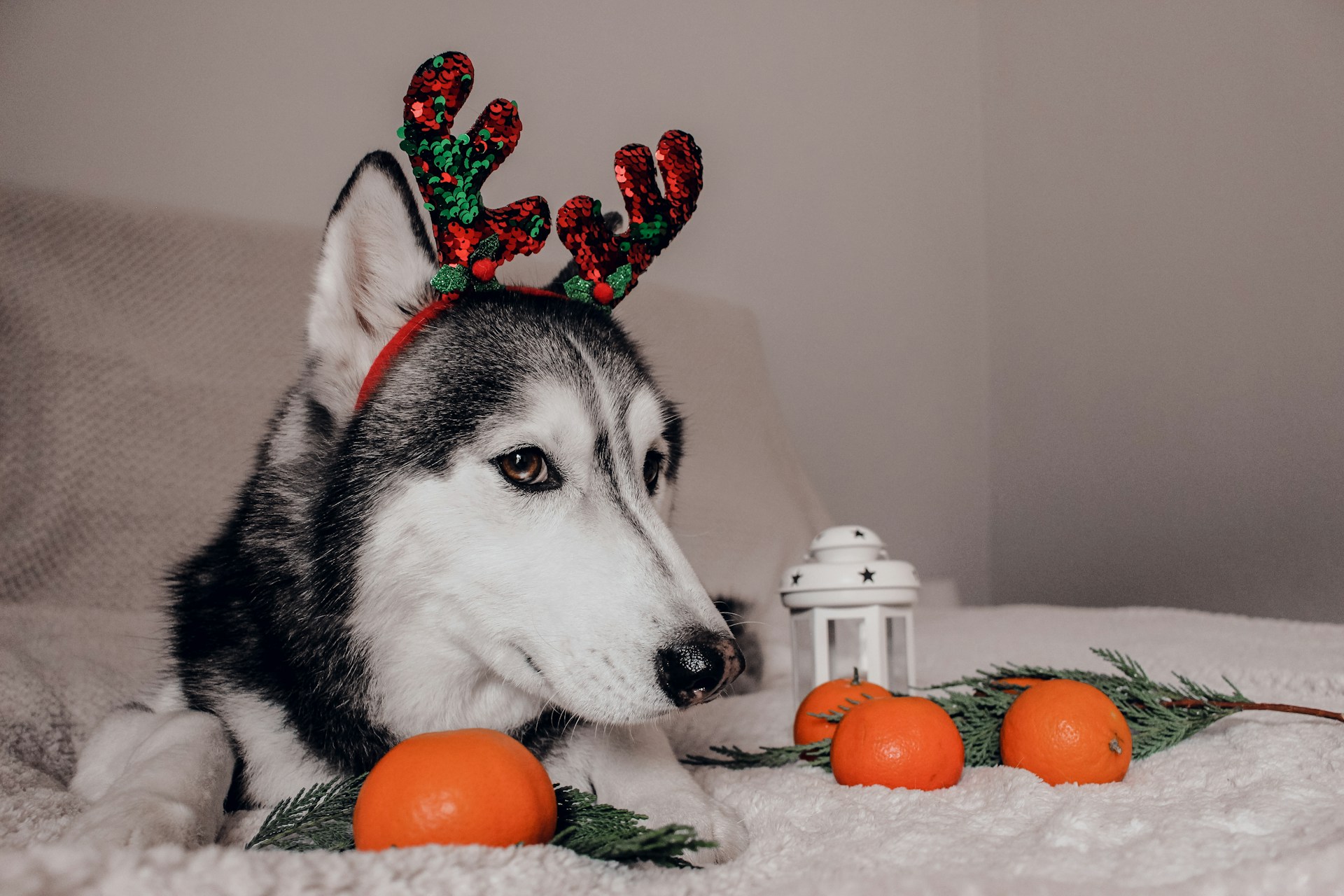 Husky wearing reindeer antlers lying beside oranges and greenery