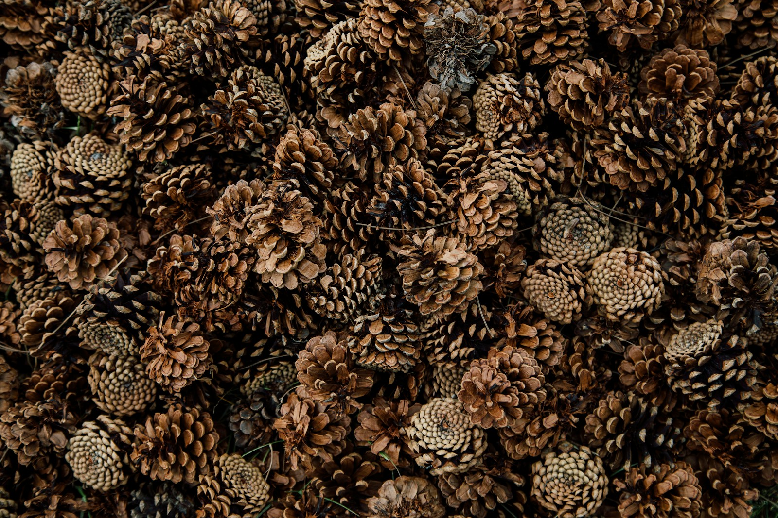Pile of natural pine cones ready for glitter