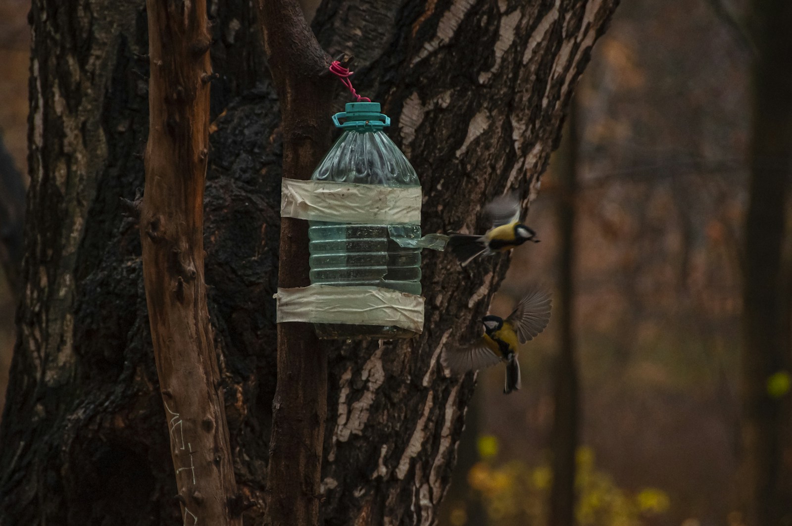 Recycled plastic jug bird feeder tied to a tree with tits flying in