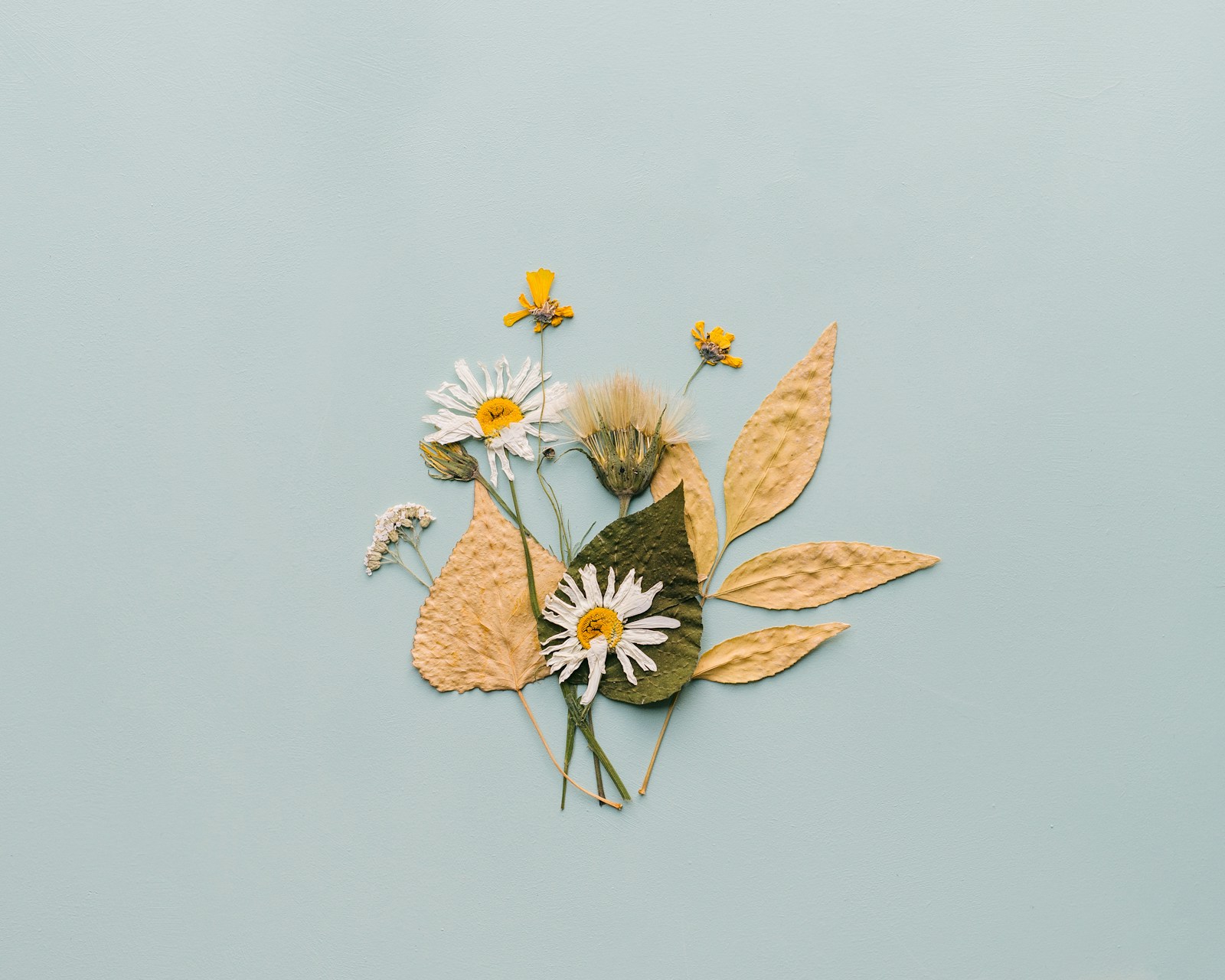 Pressed white daisies and golden leaves arranged on a pale blue background