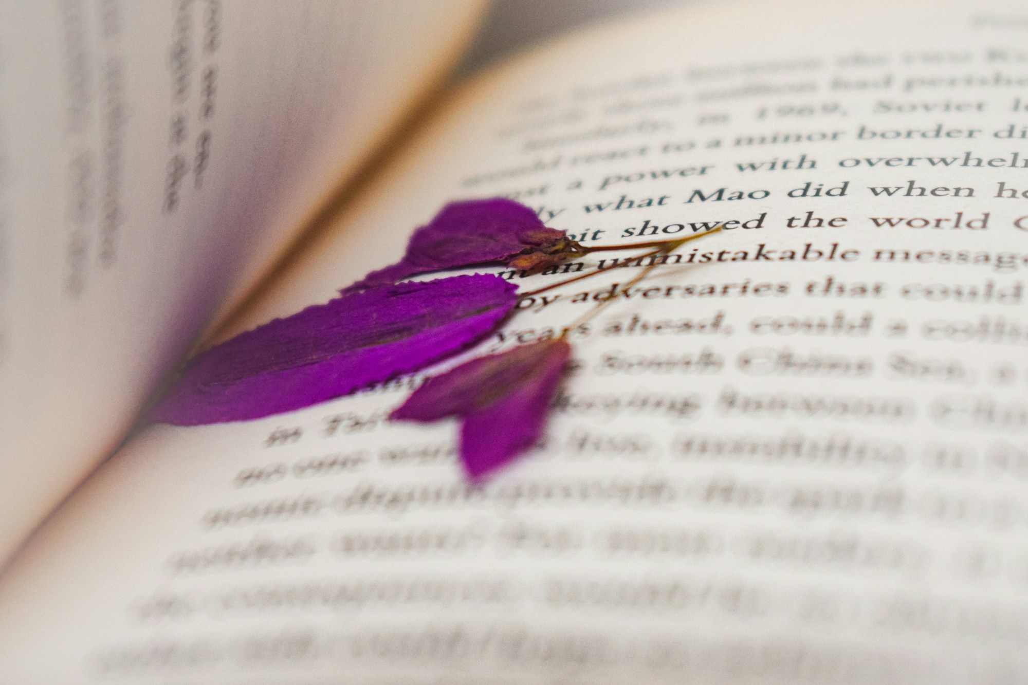 Easy DIY Christmas gifts: pressed purple flower resting on an open book