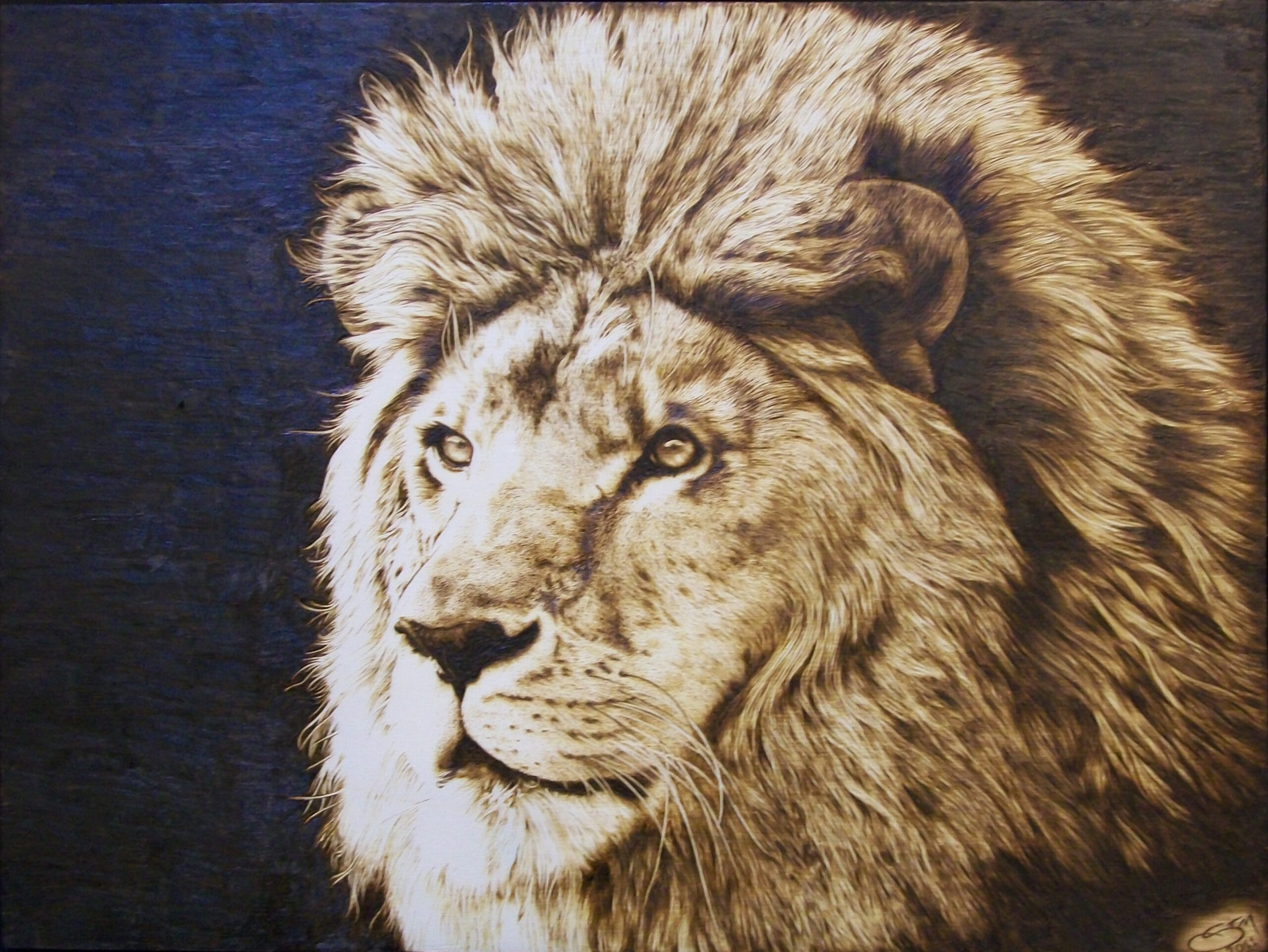 Woodburned lion portrait made with a pyrography pen
