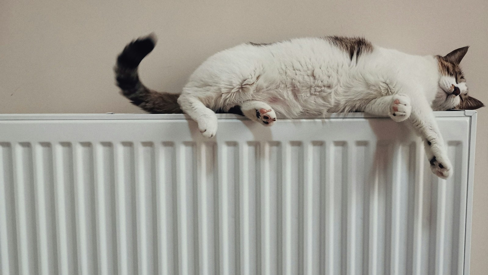 White and black cat resting on top of a warm white radiator