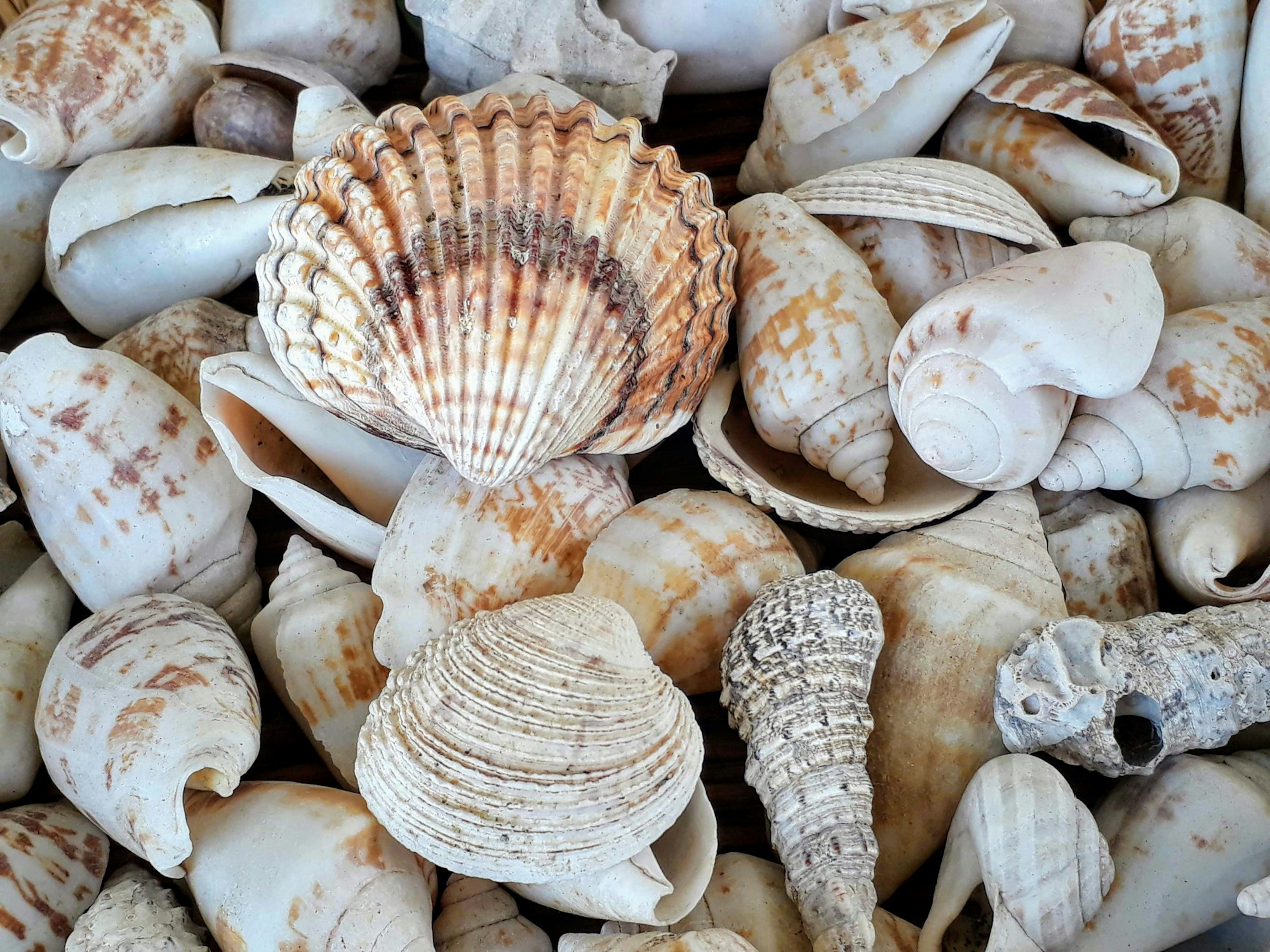 Pile of white and brown seashells ready to glue onto a frame