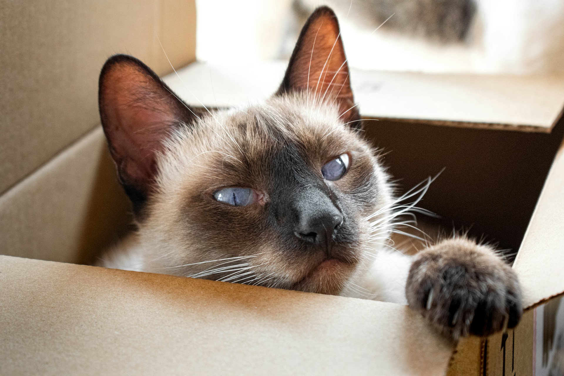 Siamese cat peeking out of a cardboard hideaway