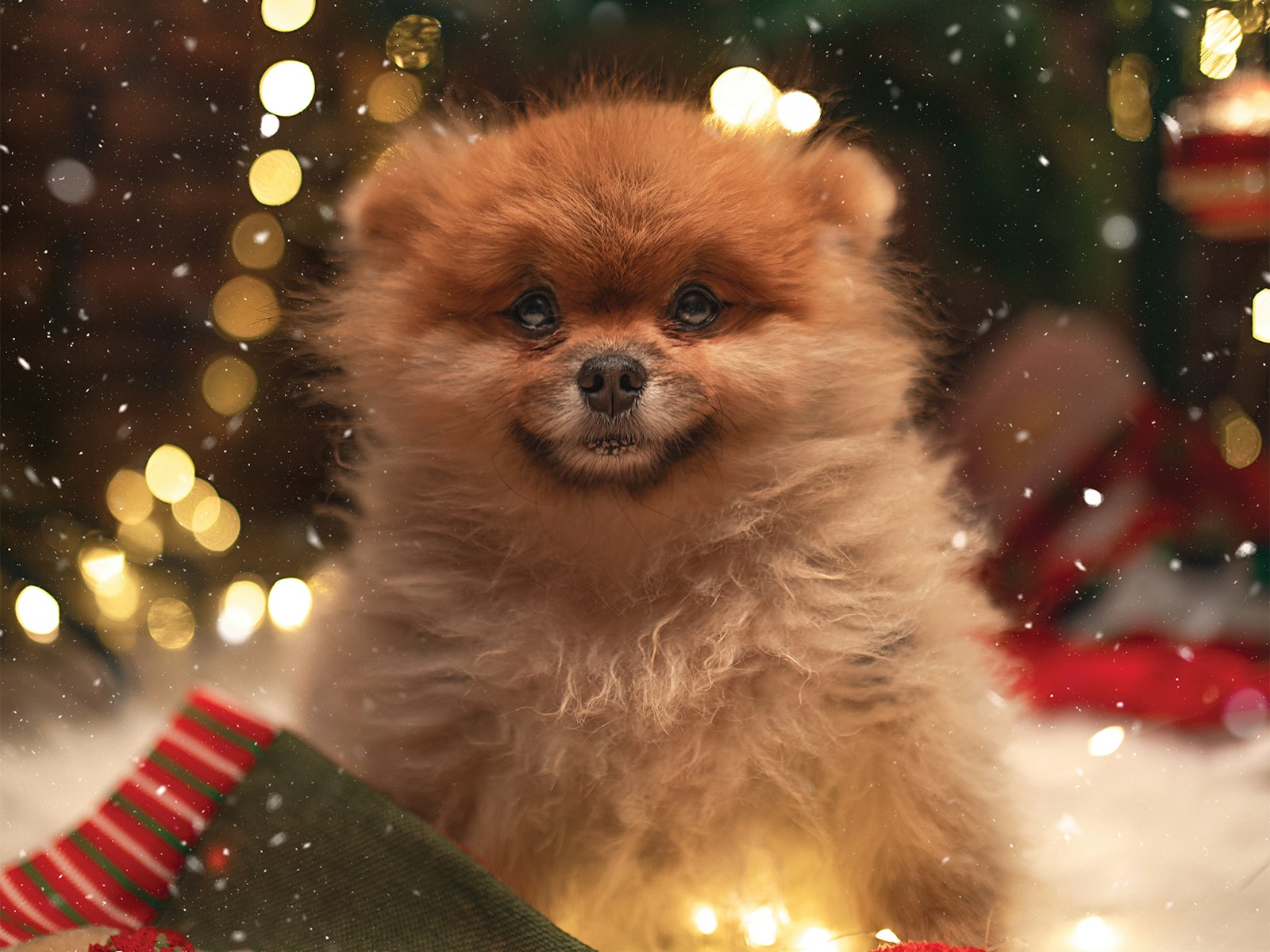 Fluffy brown Pomeranian sitting with red Christmas stockings and twinkle lights