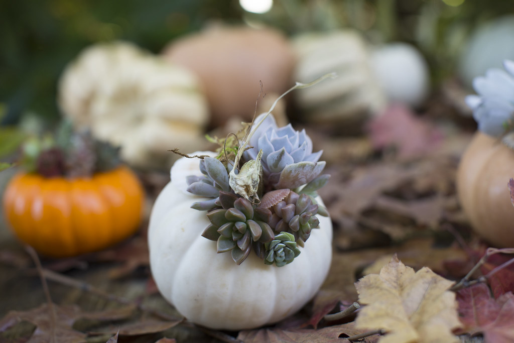 White pumpkin topped with a crown of colorful succulents on fall leaves