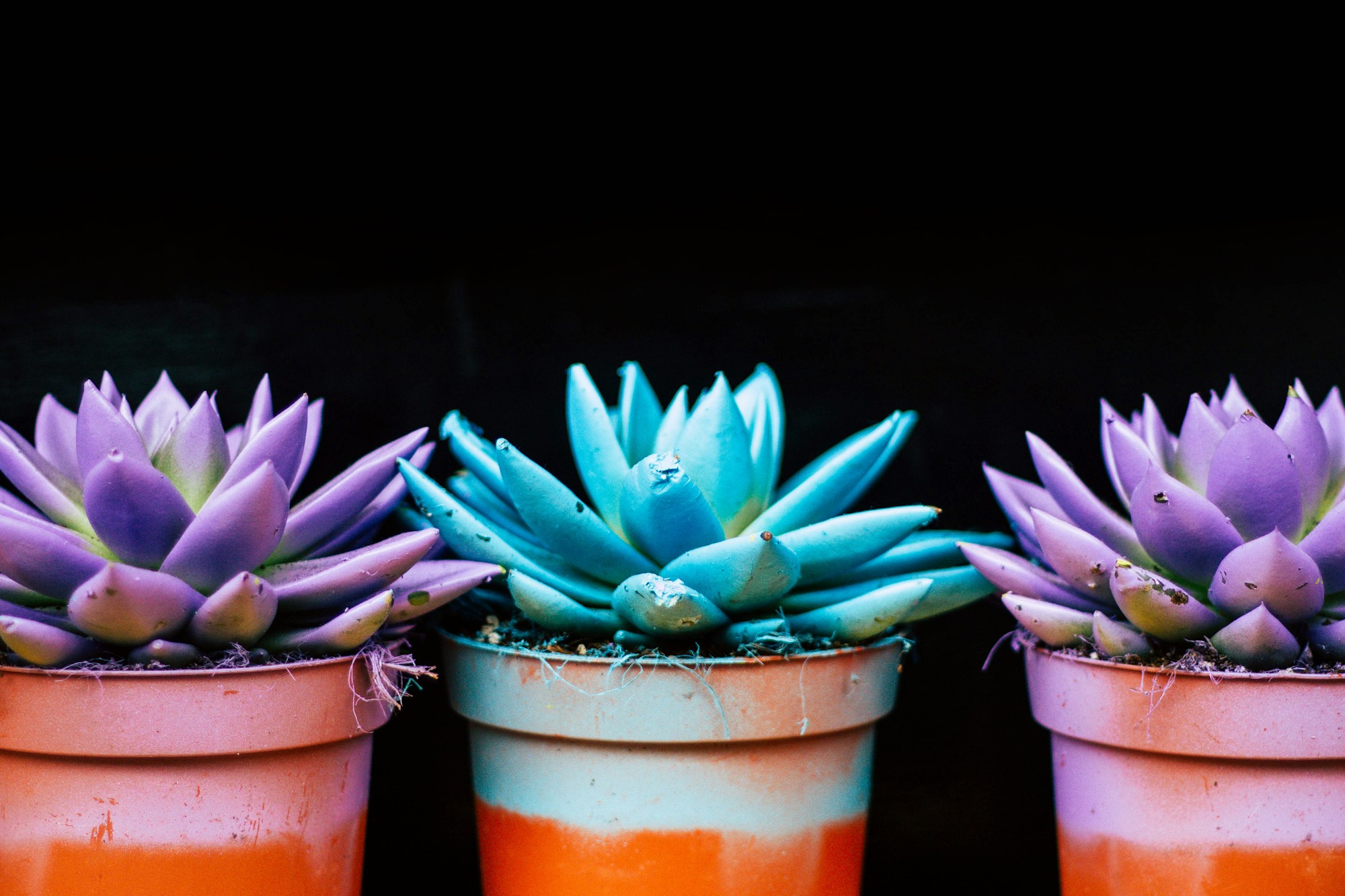 Easy DIY Christmas gifts: three succulents in bright painted pots