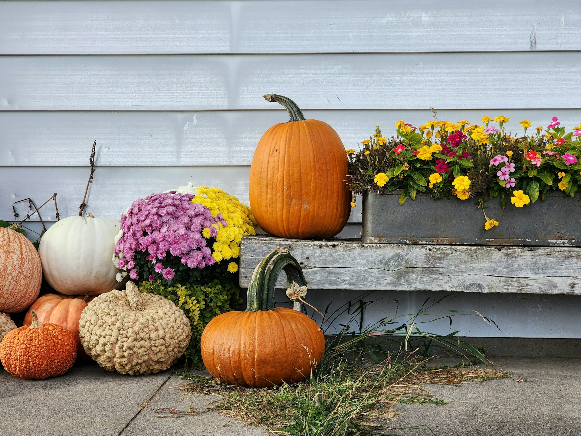 Heirloom pumpkins and purple mums grouped on a gray wooden porch