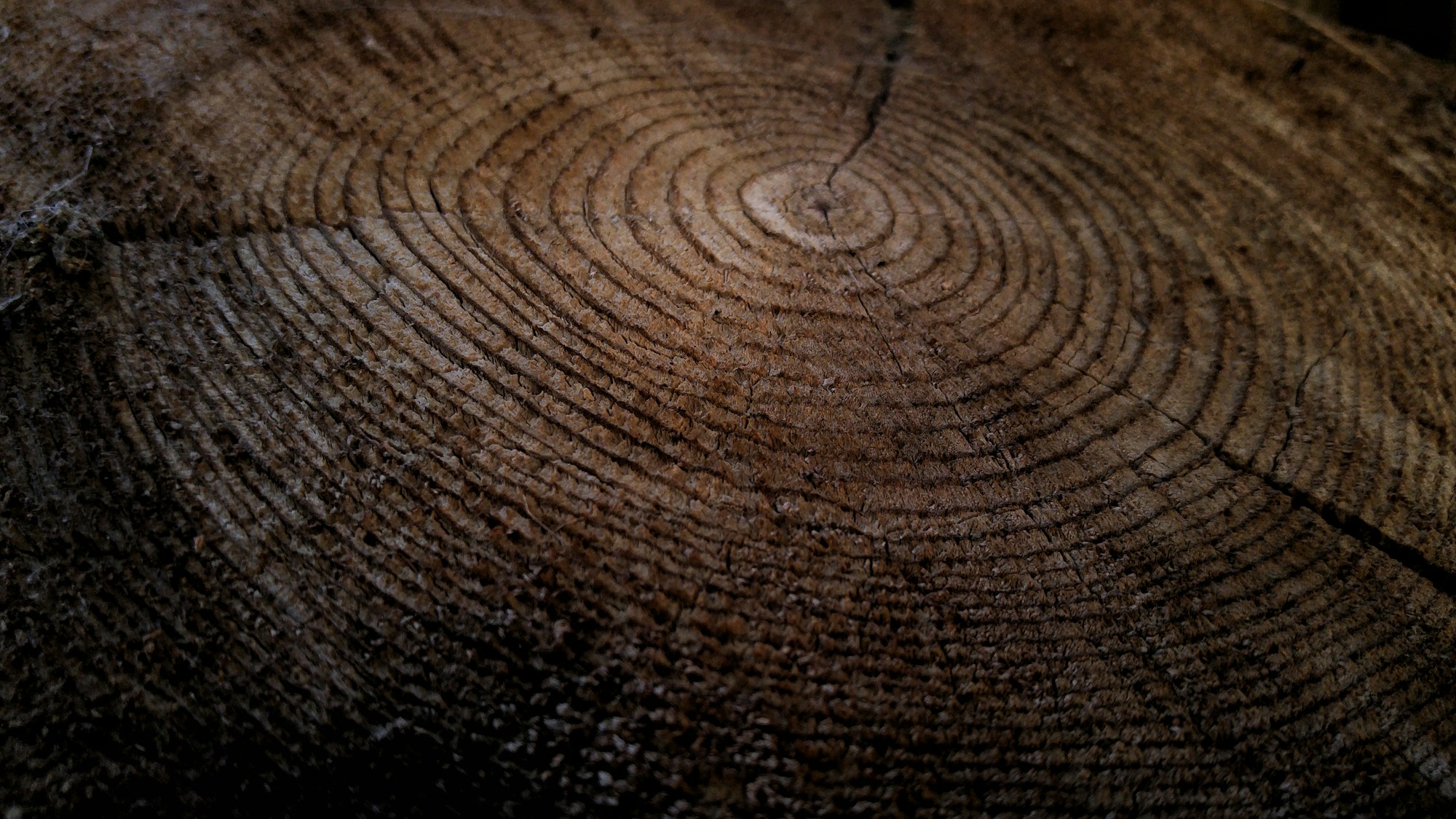 Close up of growth rings on the cut top of an old tree stump