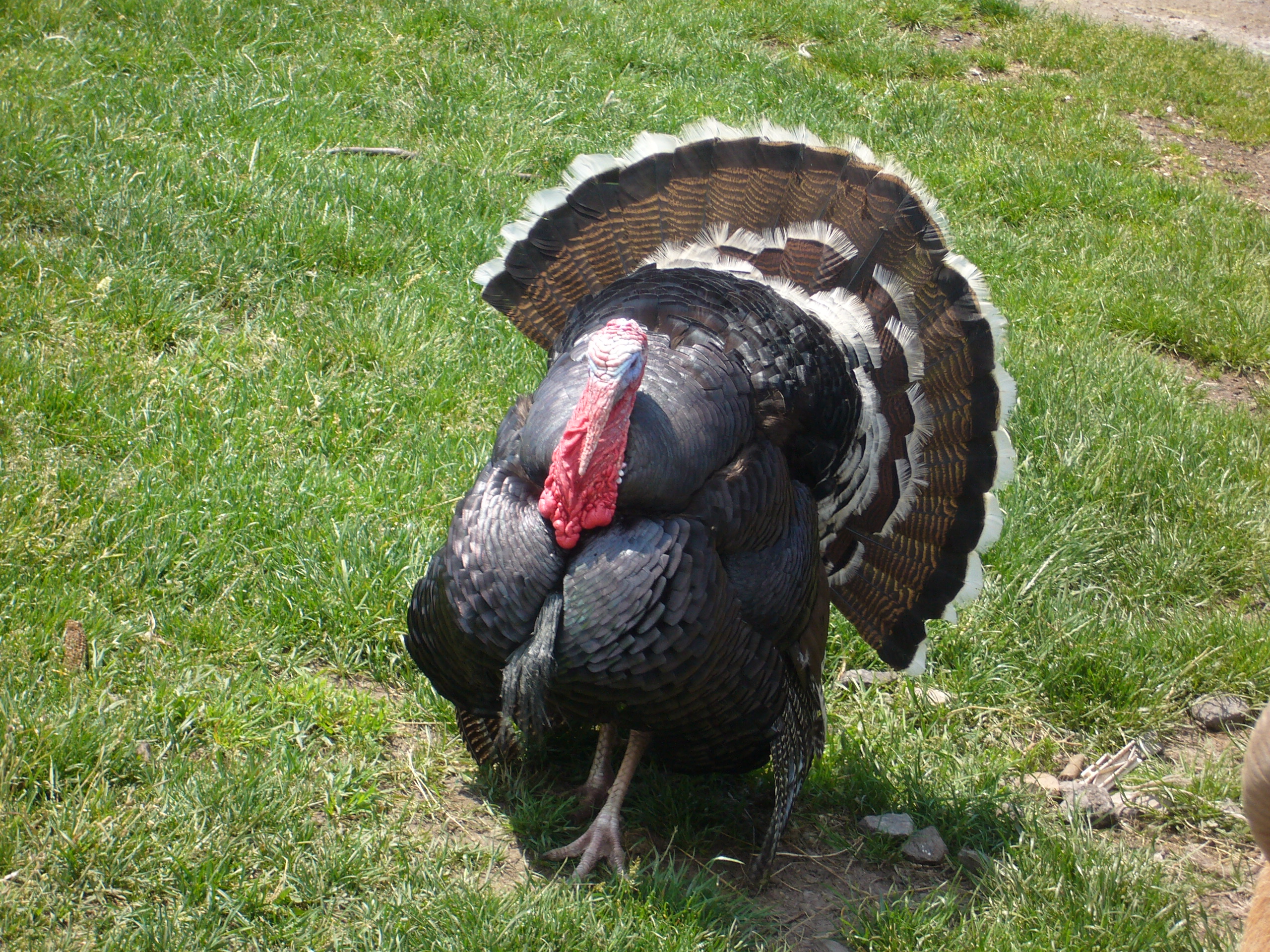 Turkey with spread tail feathers standing in a grassy field