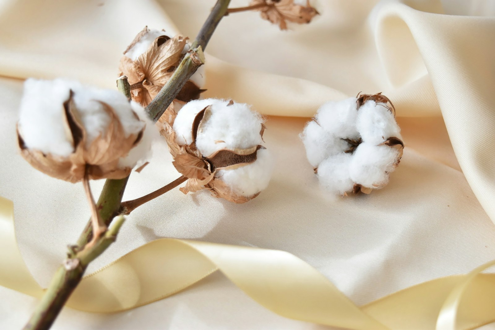 Fluffy cotton stems resting on soft cream fabric, ready to become a garland