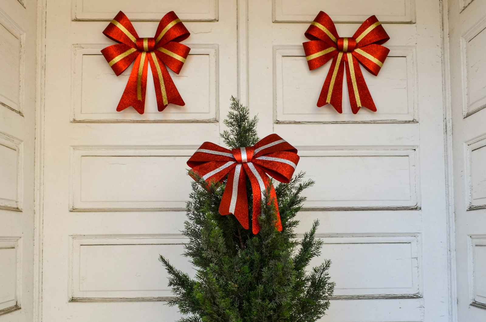 Big red striped ribbon bows on a white door above a small evergreen tree