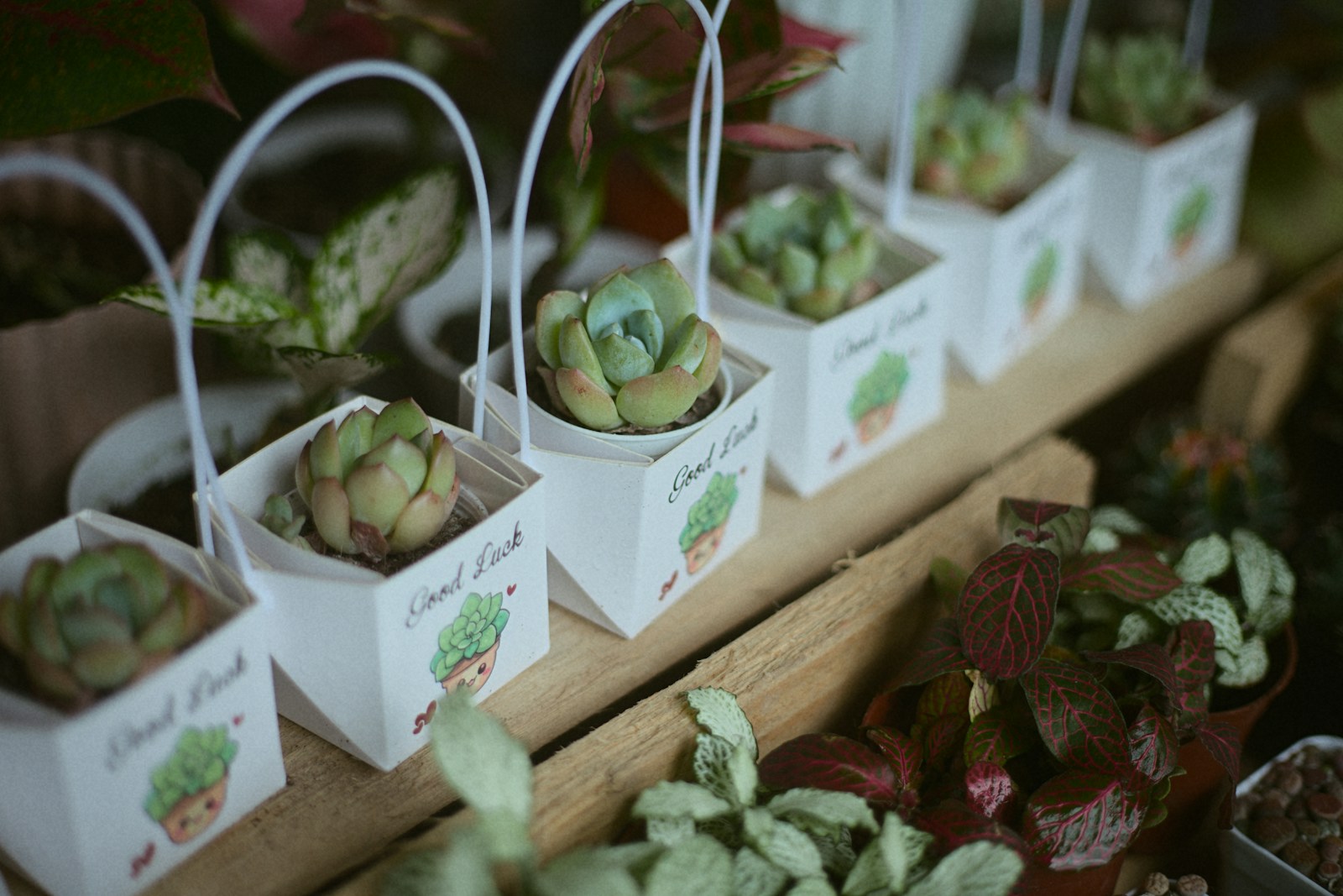 Small succulents in white paper gift boxes lined up as wedding favors