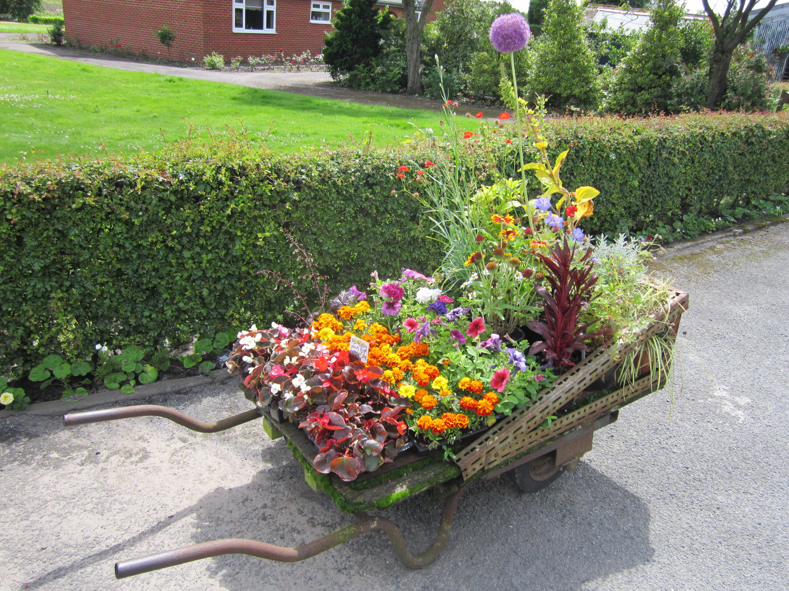 Old wheelbarrow planted with colorful flowers in a garden