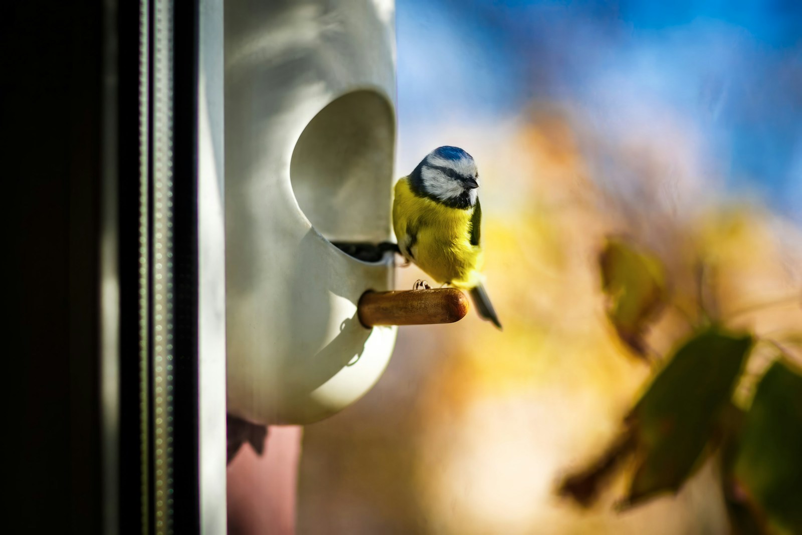 Blue tit perched on a window bird feeder
