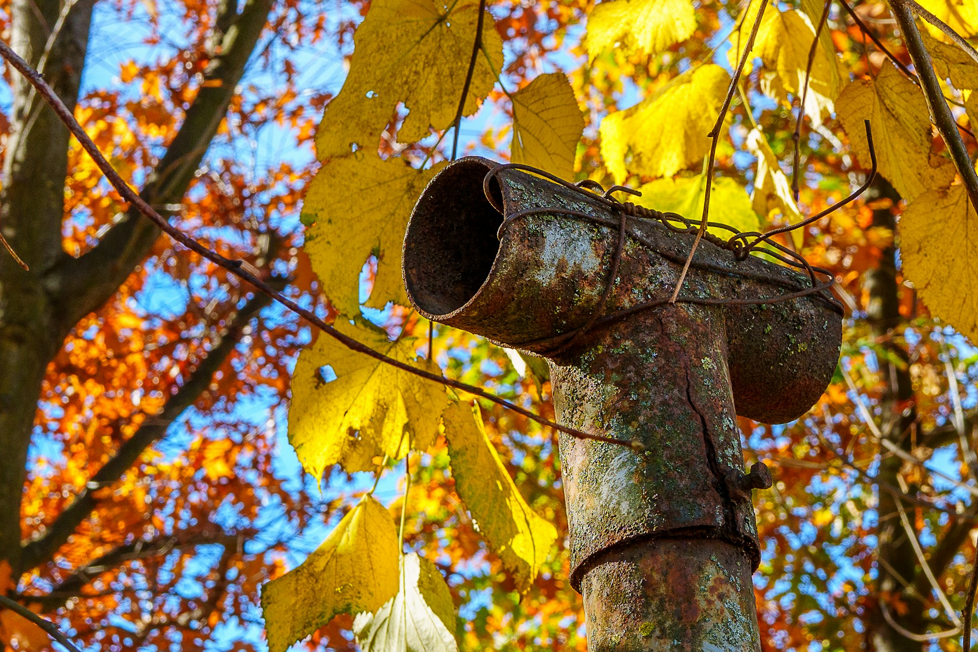 Old rusty downspout with bright autumn leaves behind it