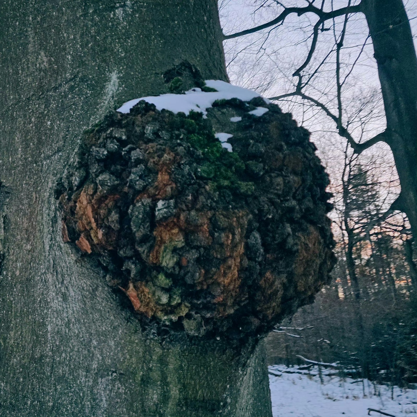Large round burl growing on the side of a tree trunk