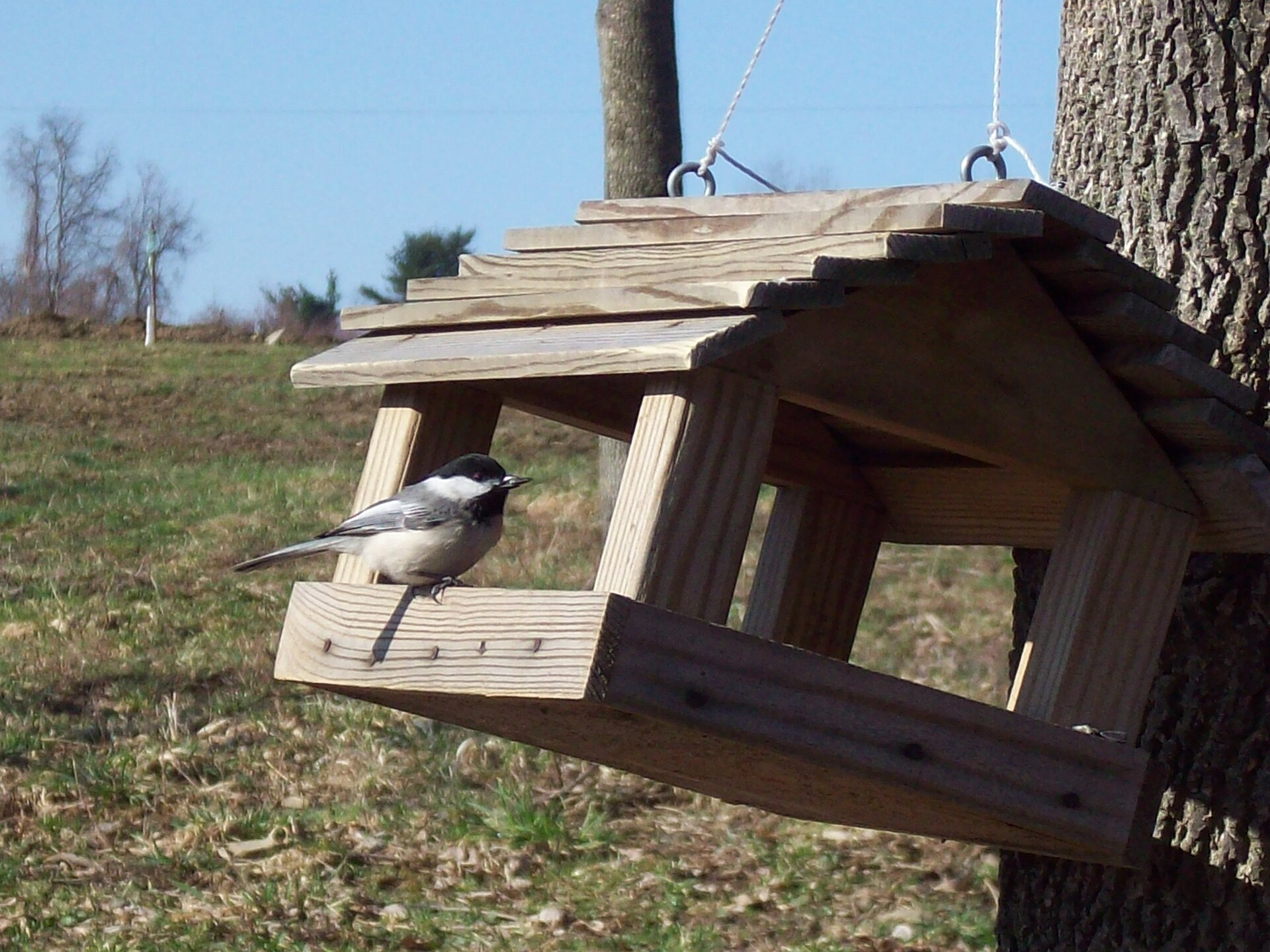 Chickadee on a wooden platform bird feeder with a shingled roof