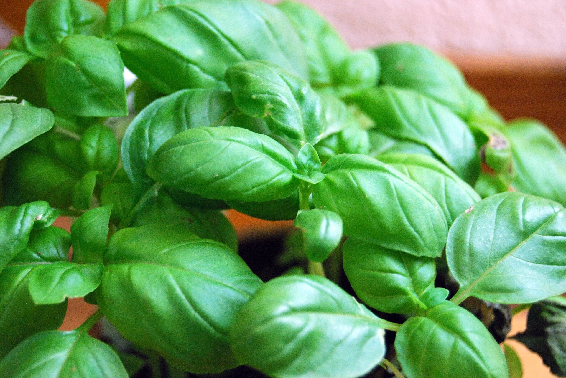 Fresh basil leaves growing in a pot