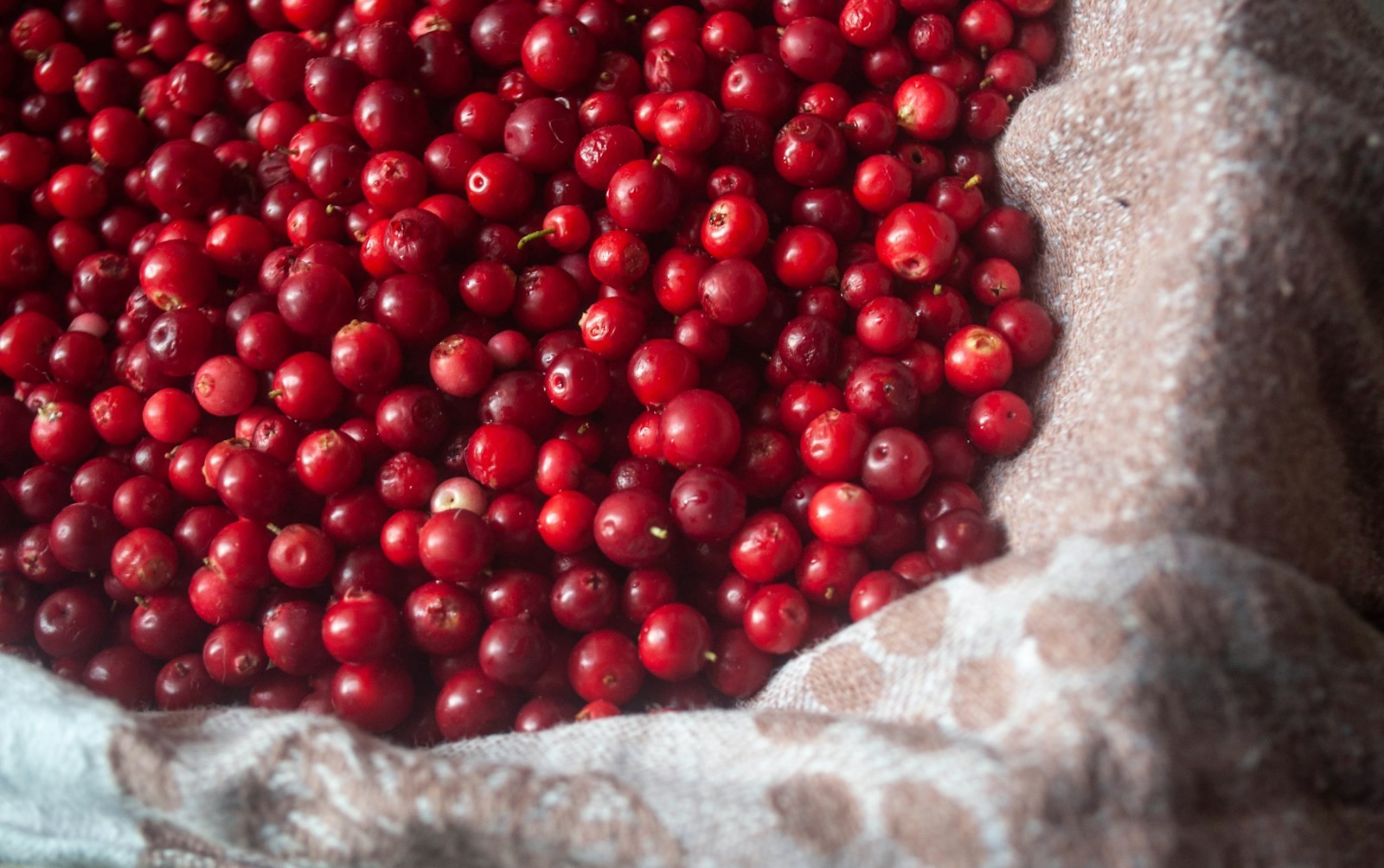 Bowl of fresh cranberries for Thanksgiving cranberry orange relish