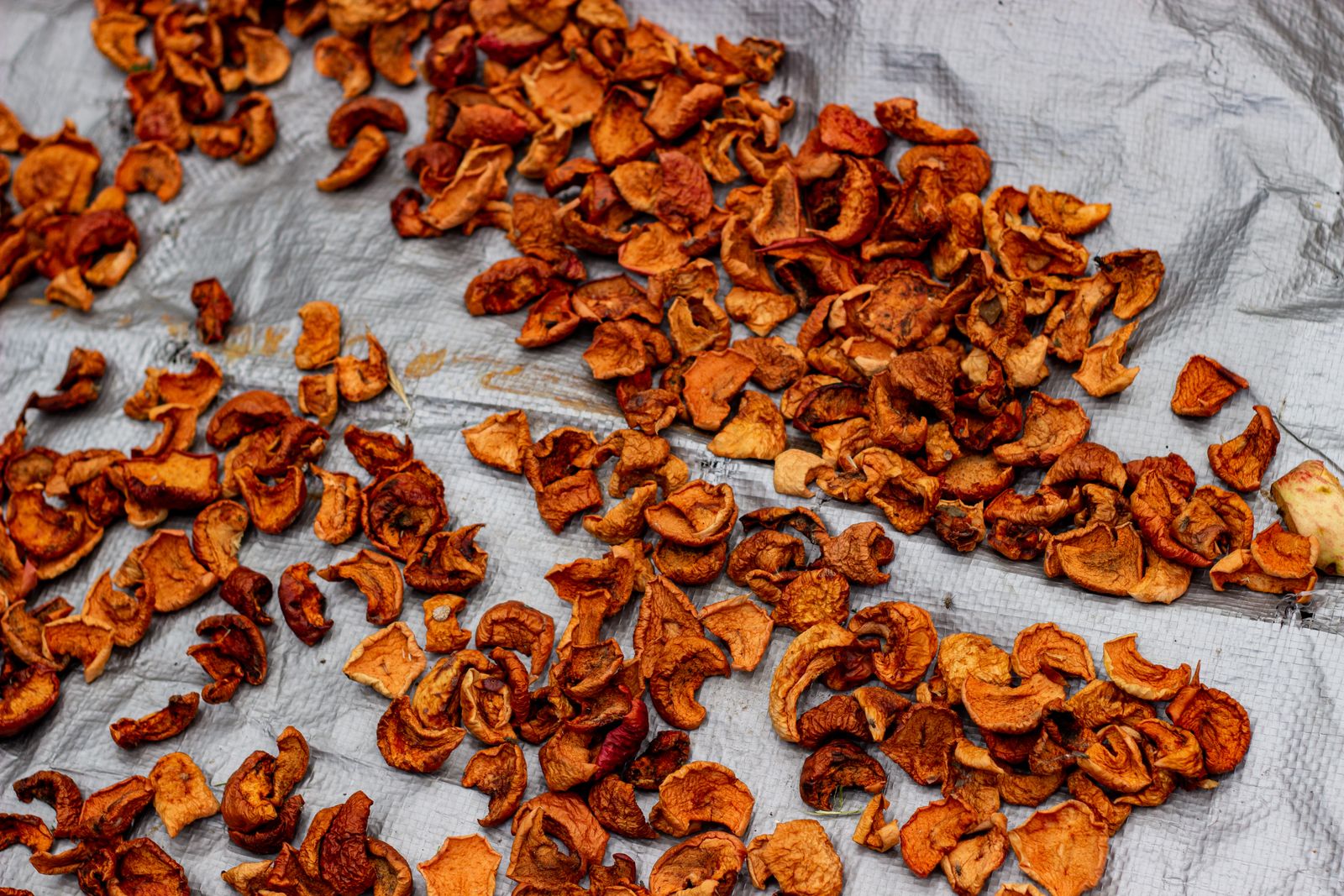 Crispy cinnamon apple chips spread out on a sheet