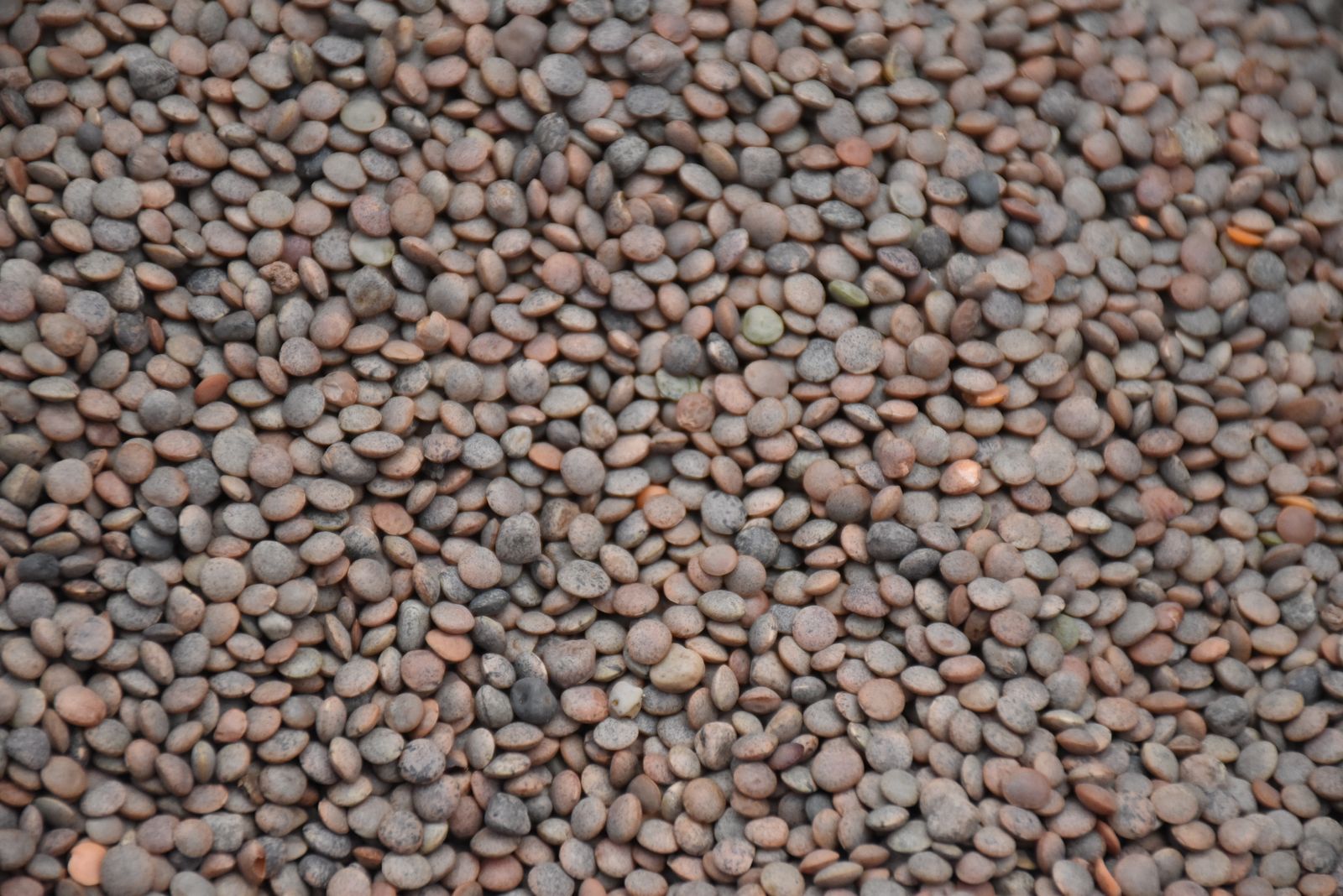 Close up of dry lentils
