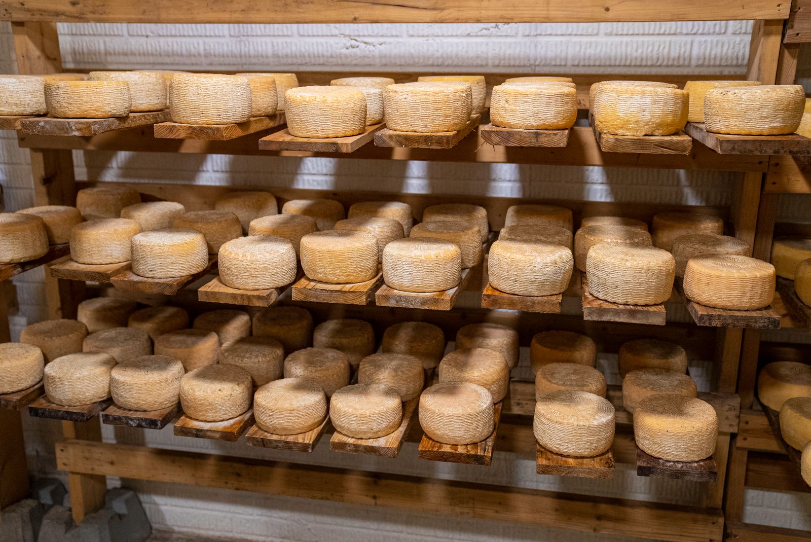 Rows of cheese wheels aging on wooden shelves