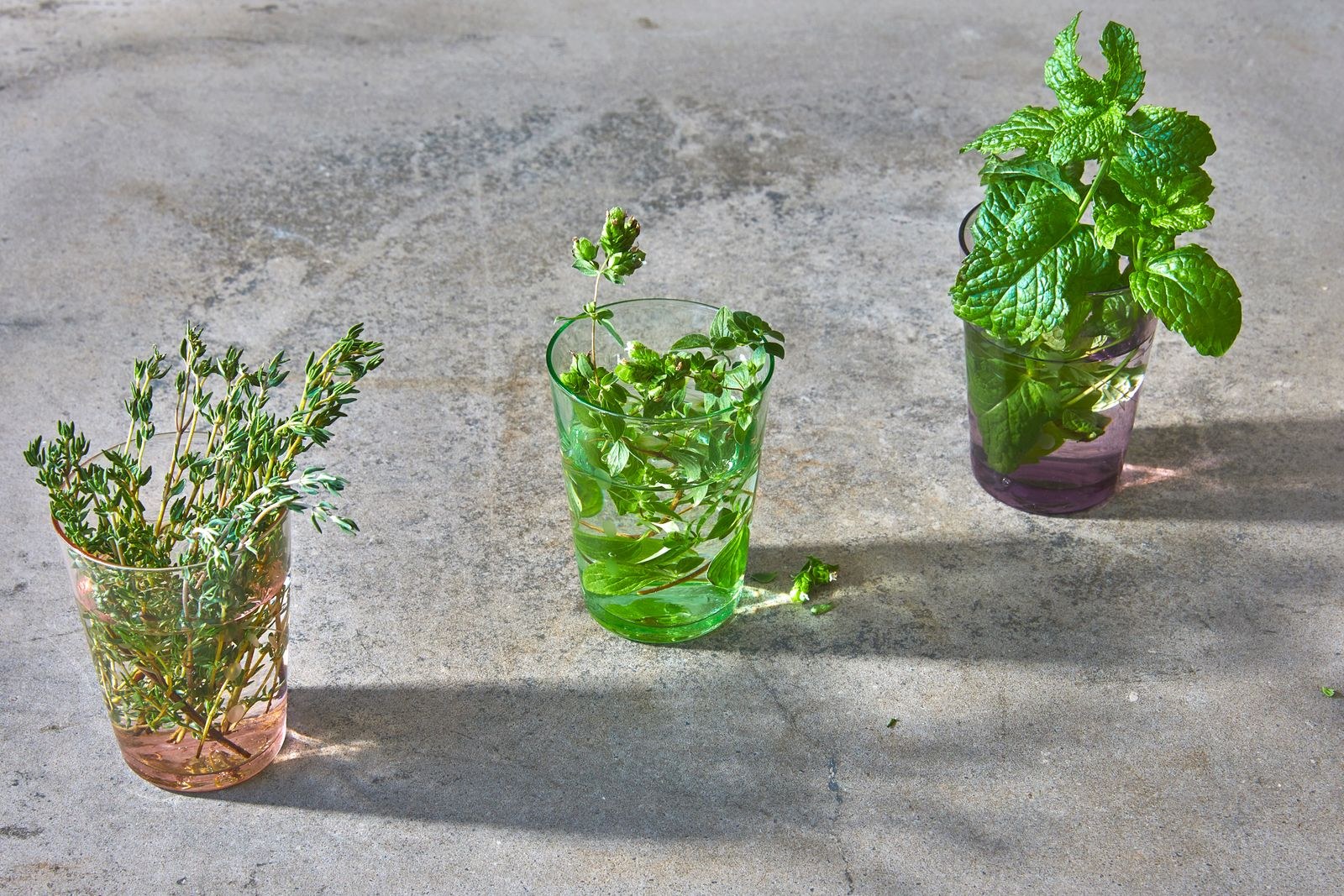 Fresh herbs standing in glasses of water