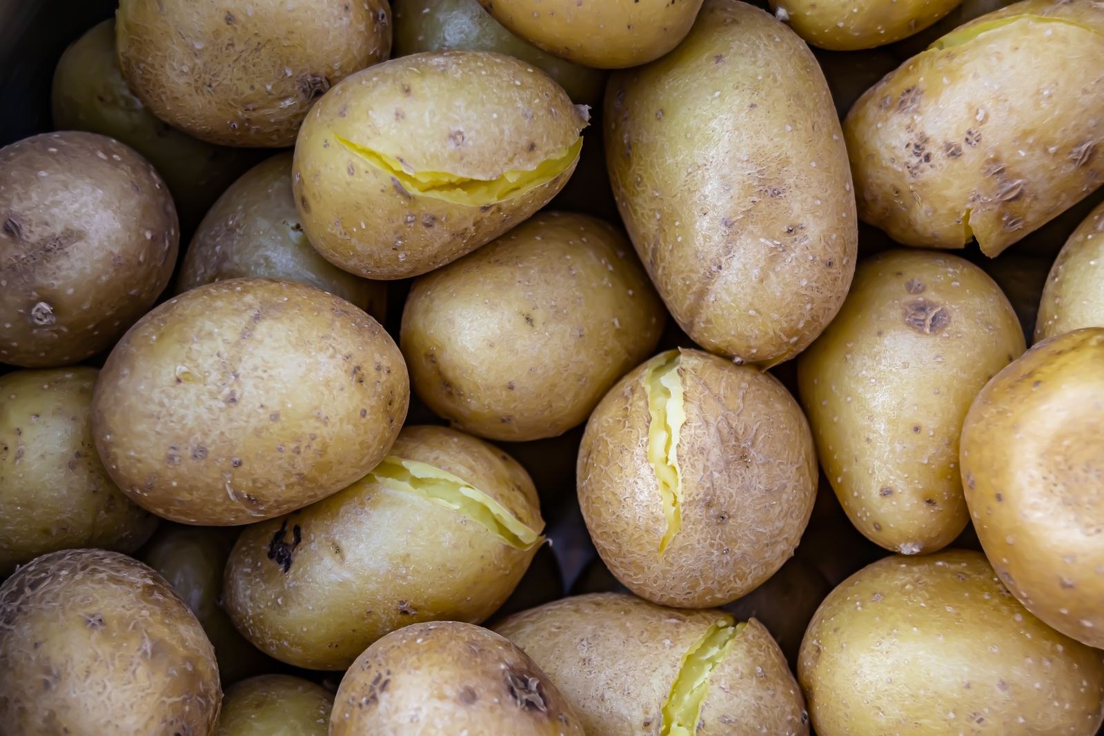 Boiled potatoes steaming dry after draining
