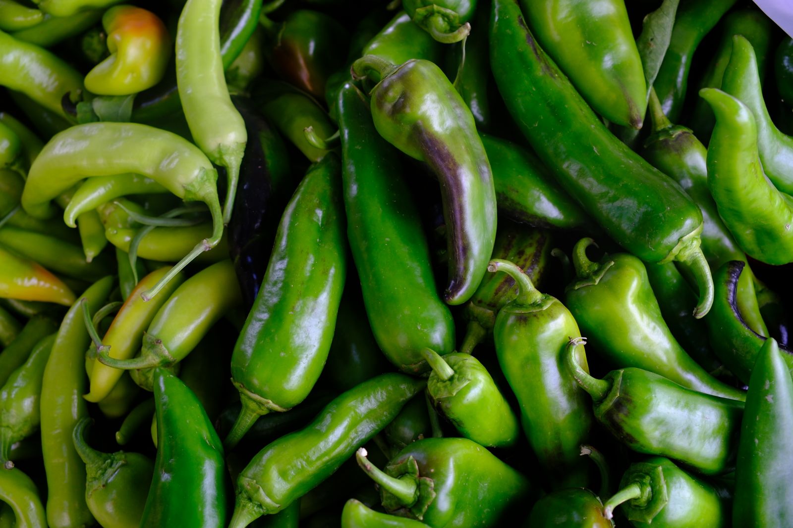 Fresh mild green chile peppers, the star of the original John Wayne Casserole