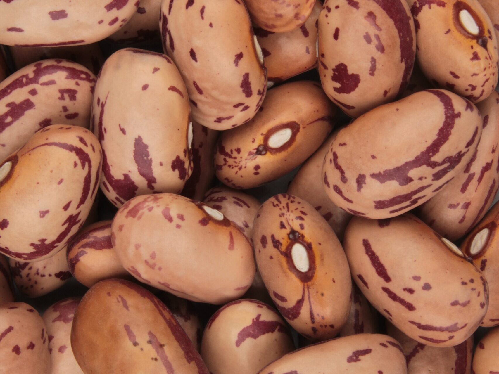 Close-up of speckled dried borlotti beans