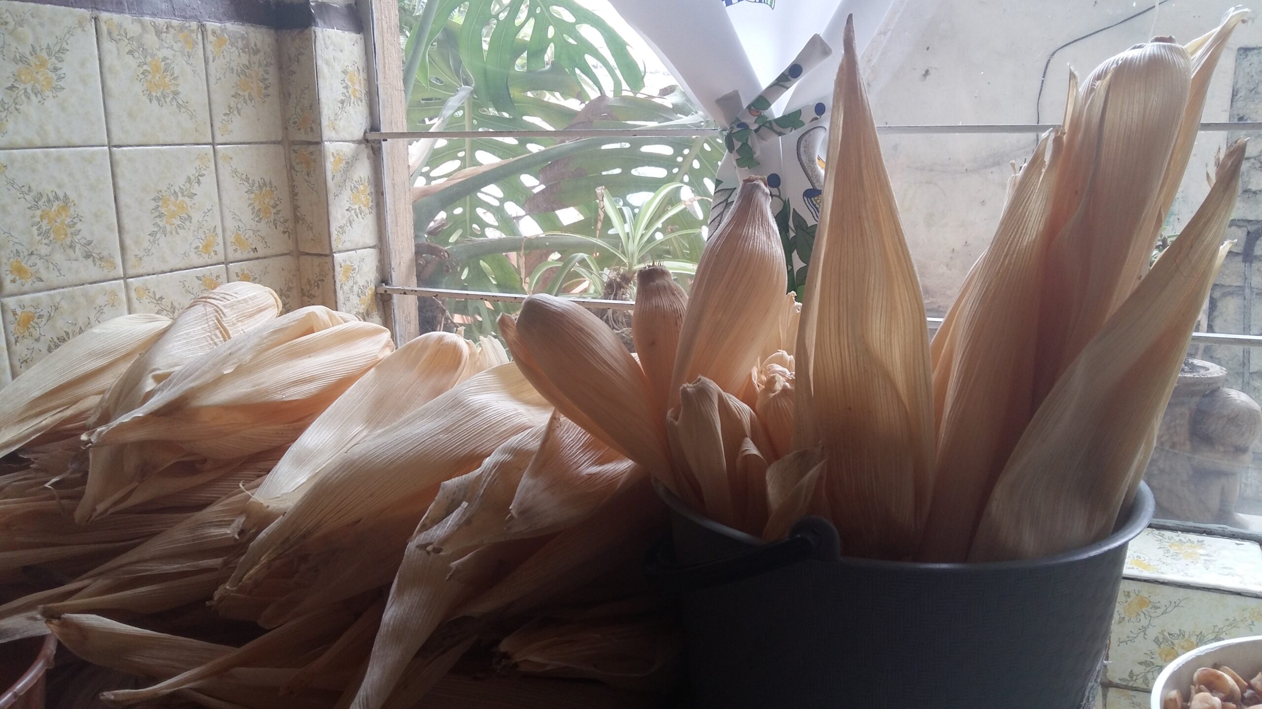 Dried corn husks ready to soak for Christmas tamales